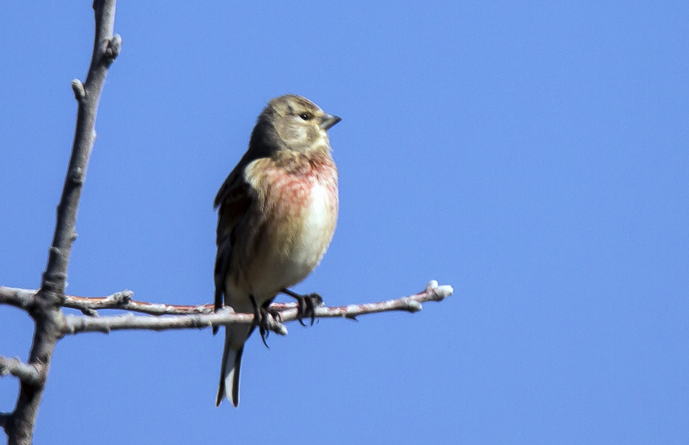 Common Linnet