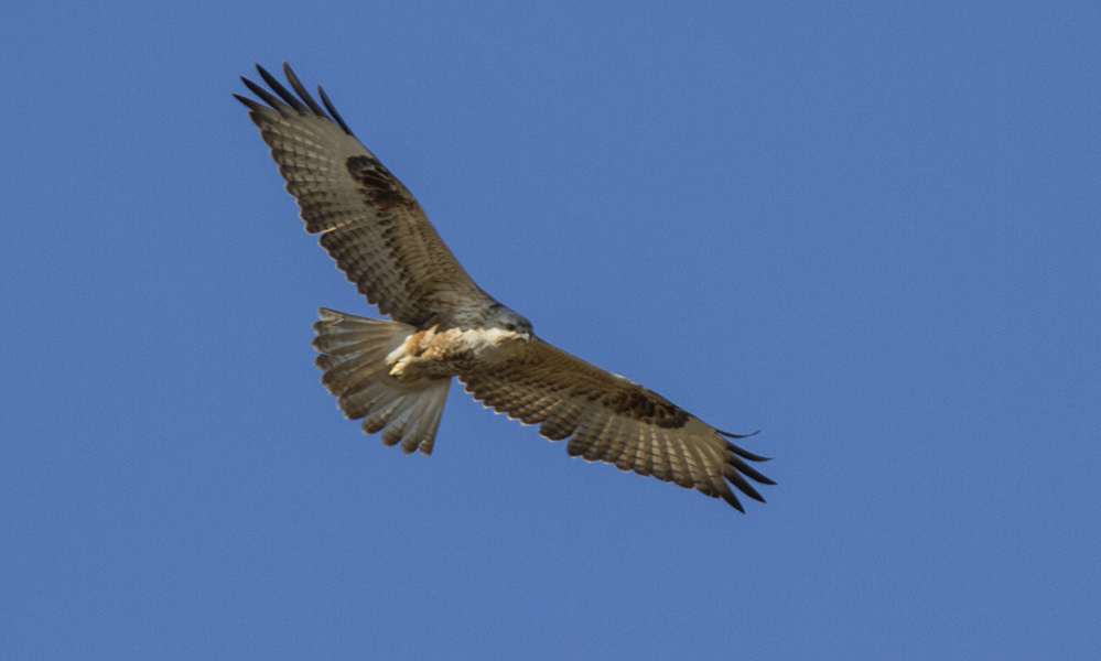 Long-legged Buzzard