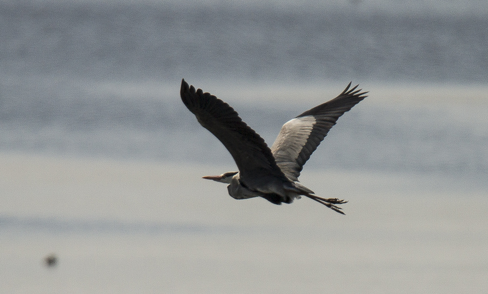Grey Heron
