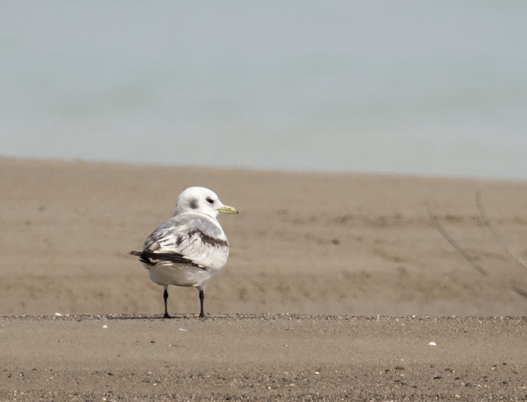 Black-legged Kittiwake