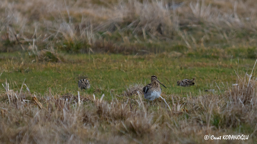 Common Snipe