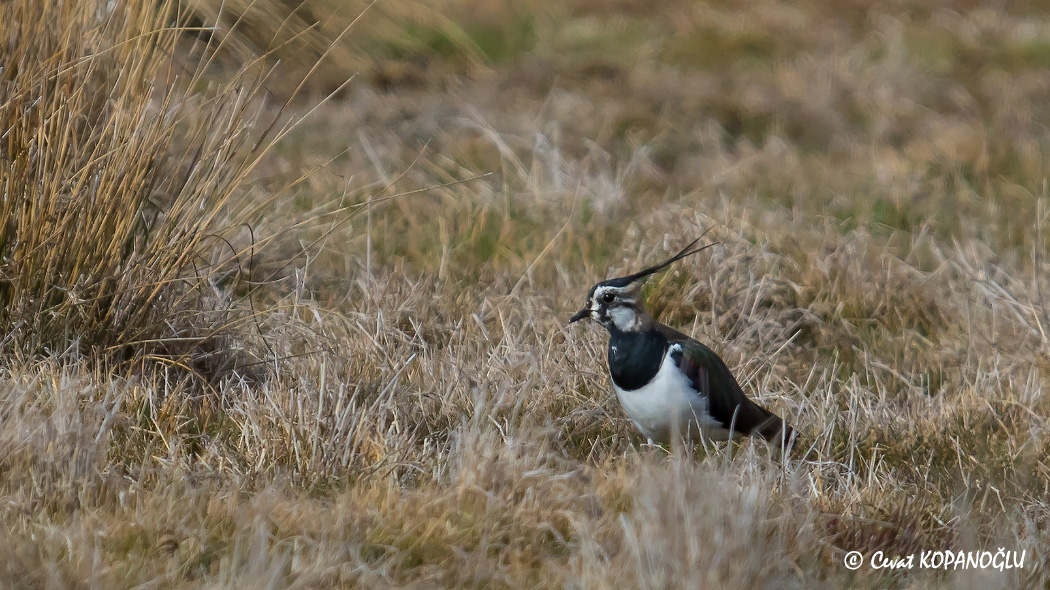 Northern Lapwing