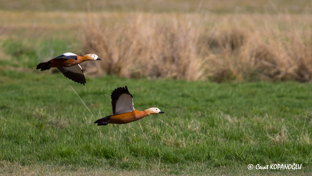 Ruddy Shelduck
