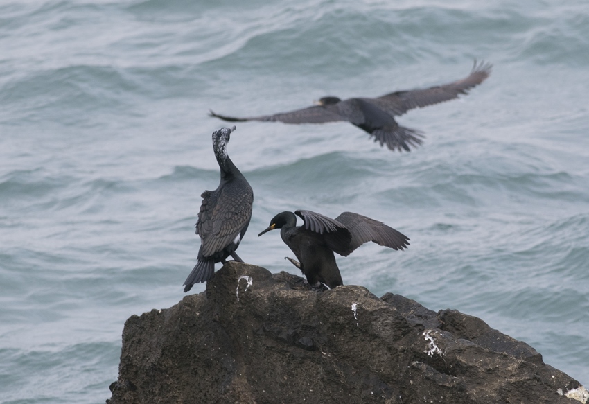 European Shag