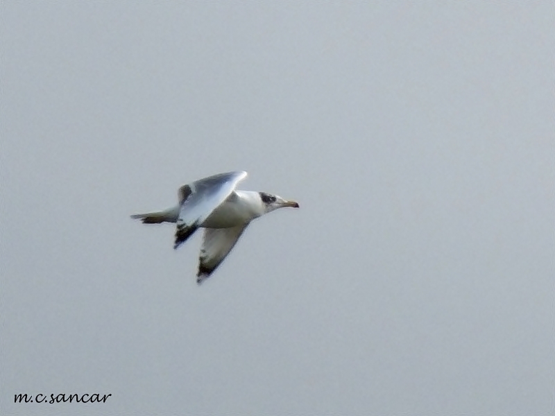 Pallas`s Gull