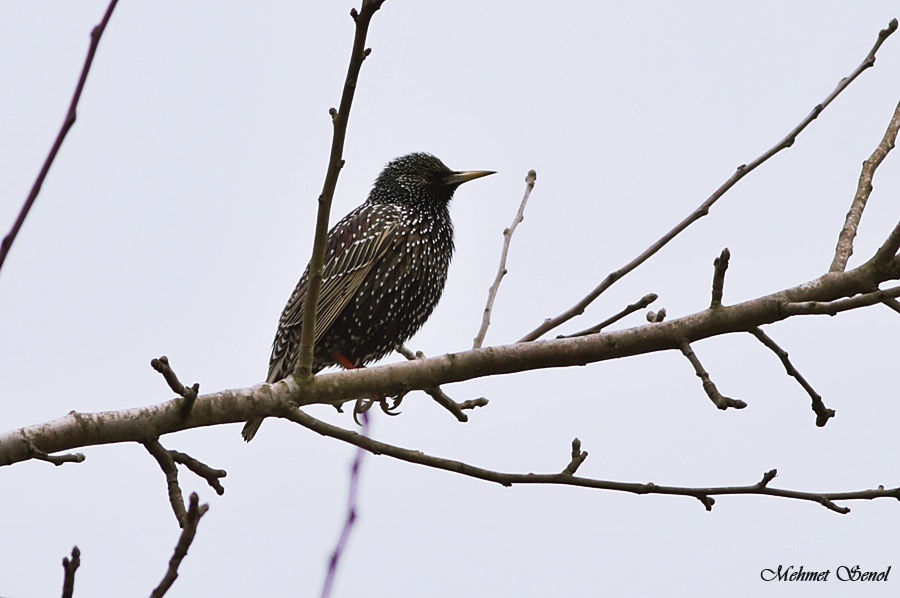 Common Starling
