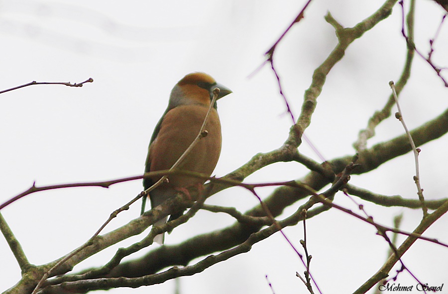 Hawfinch