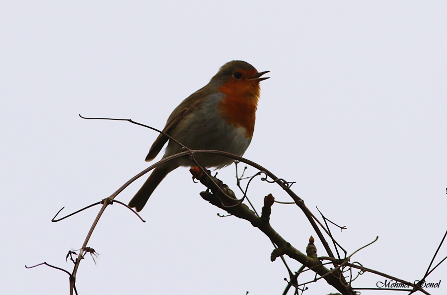 European Robin
