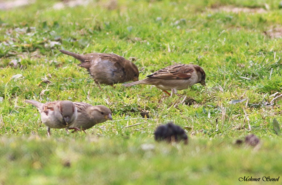 House Sparrow