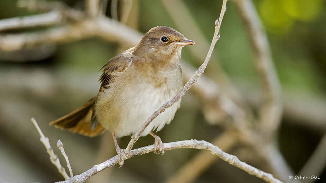 Thrush Nightingale