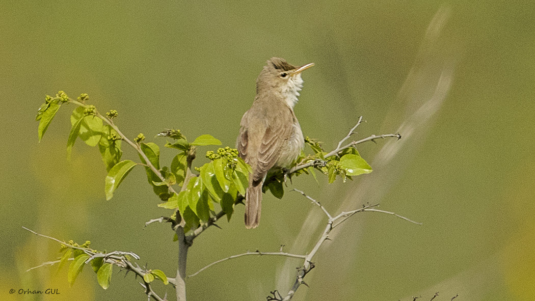 Eastern Olivaceous Warbler