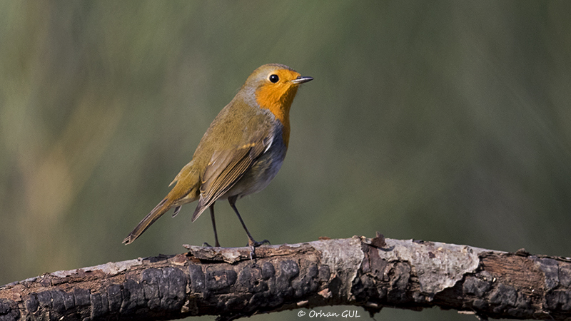 European Robin