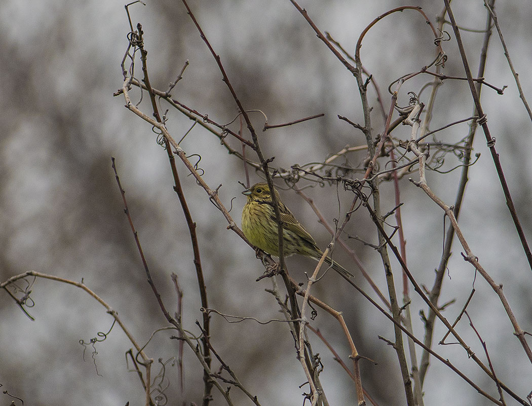 Yellowhammer