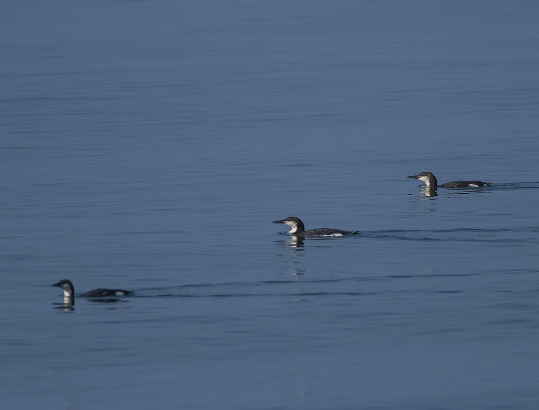 Black-throated Loon