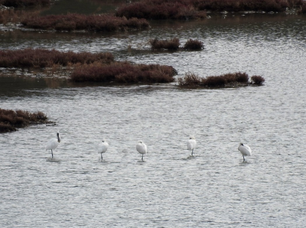 Eurasian Spoonbill
