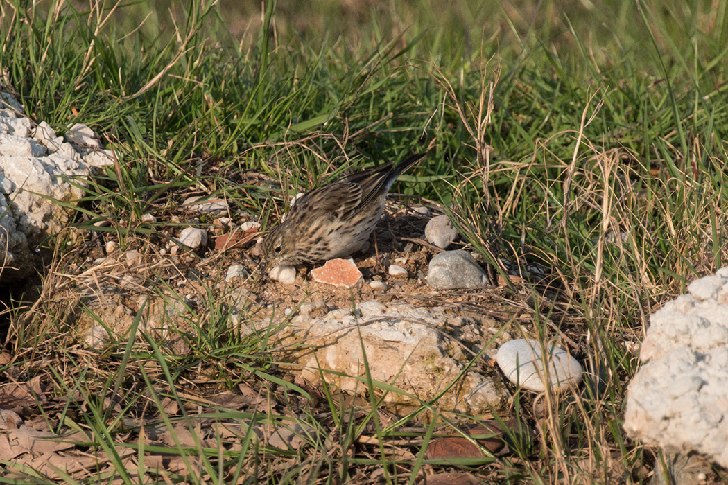Meadow Pipit