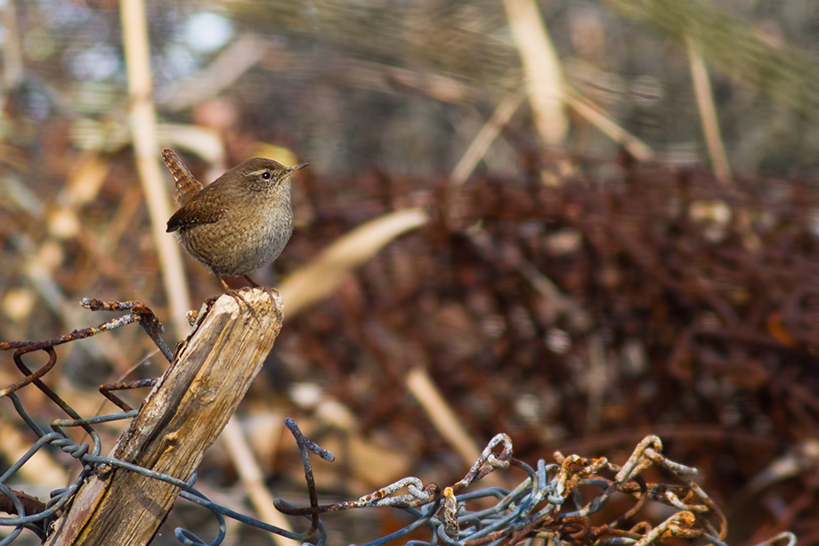 Eurasian Wren