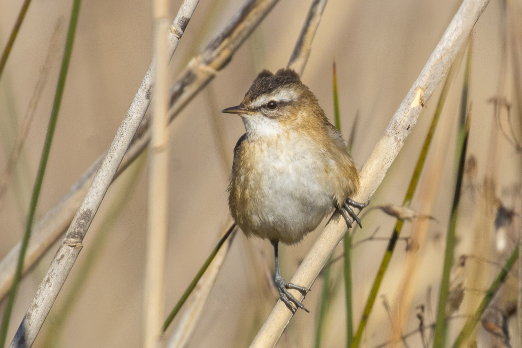 Moustached Warbler