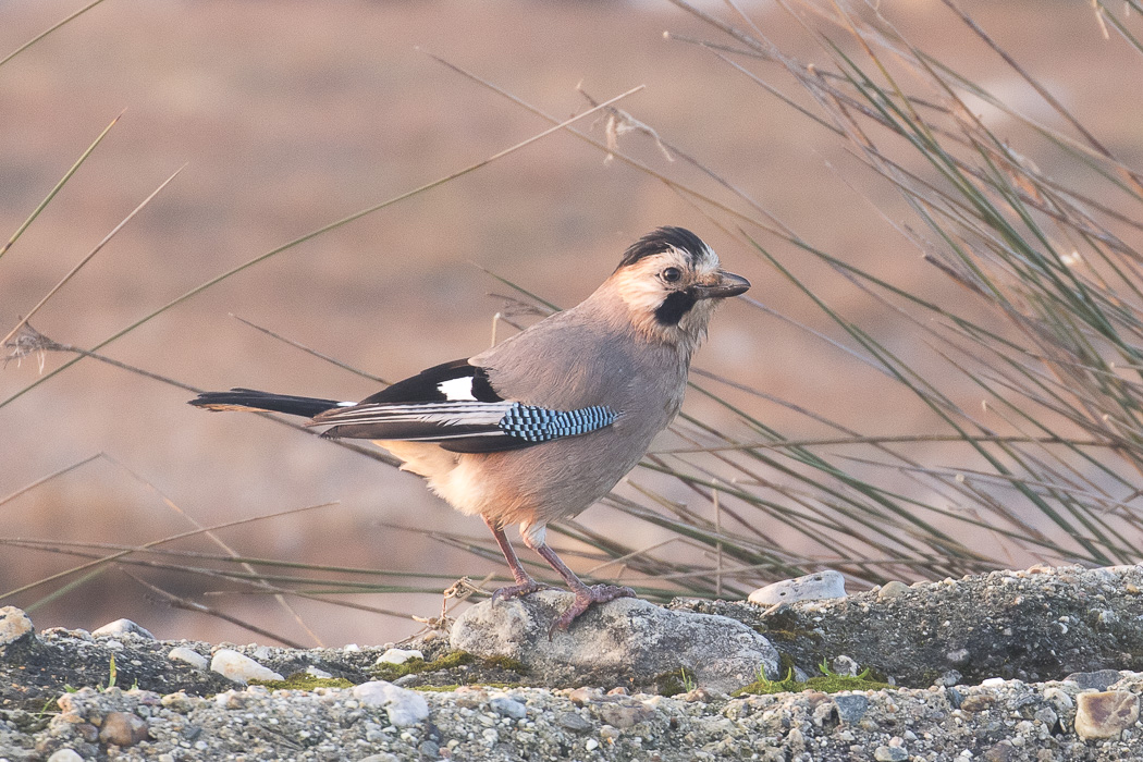 Eurasian Jay