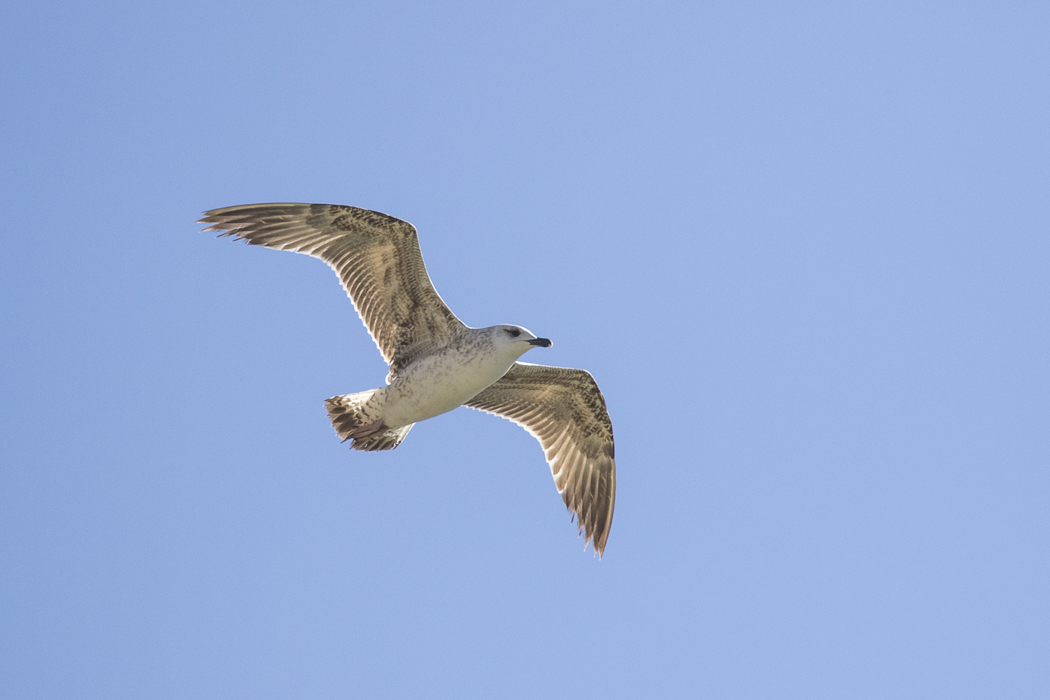 Yellow-legged Gull