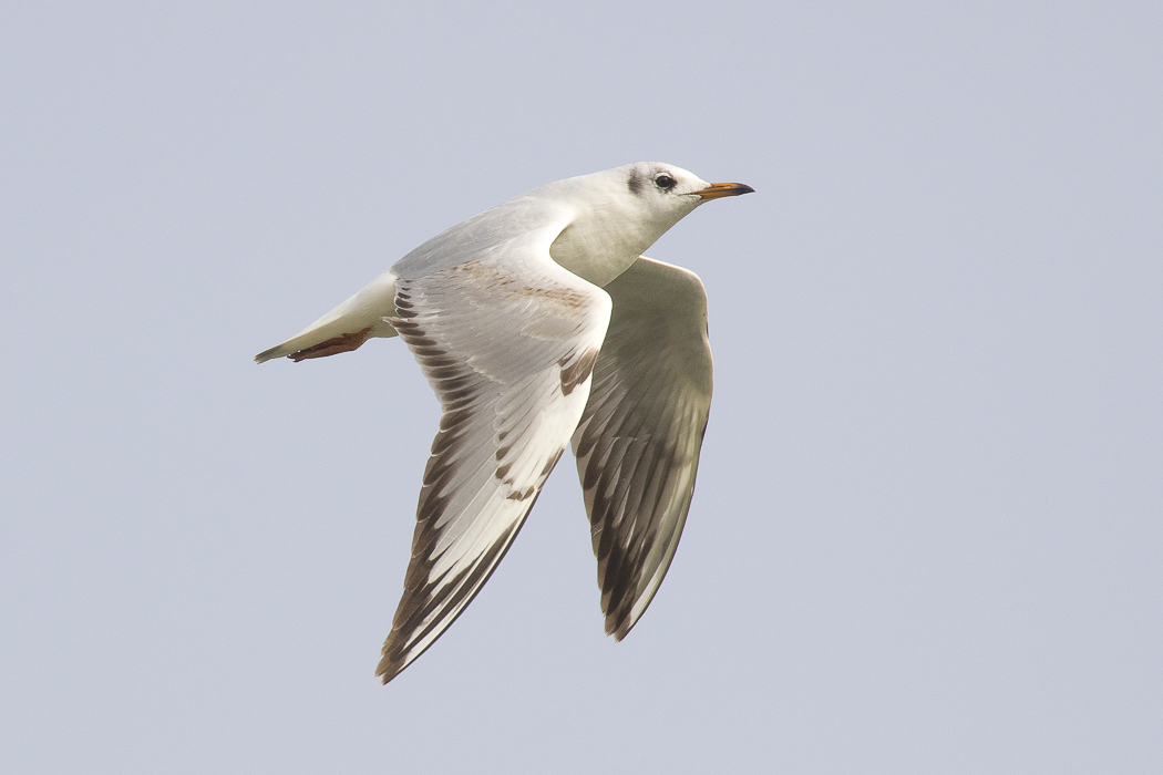 Black-headed Gull