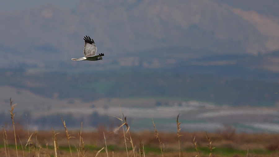 Hen Harrier
