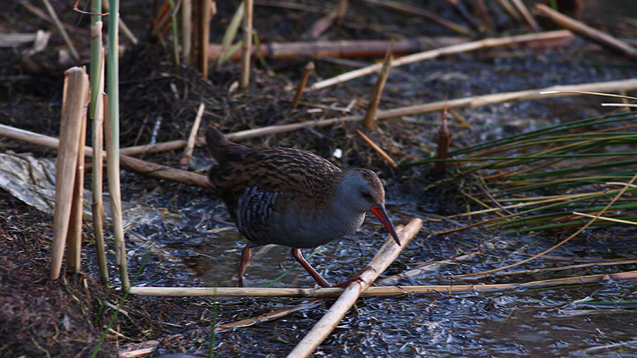 Water Rail