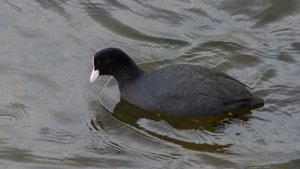 Eurasian Coot