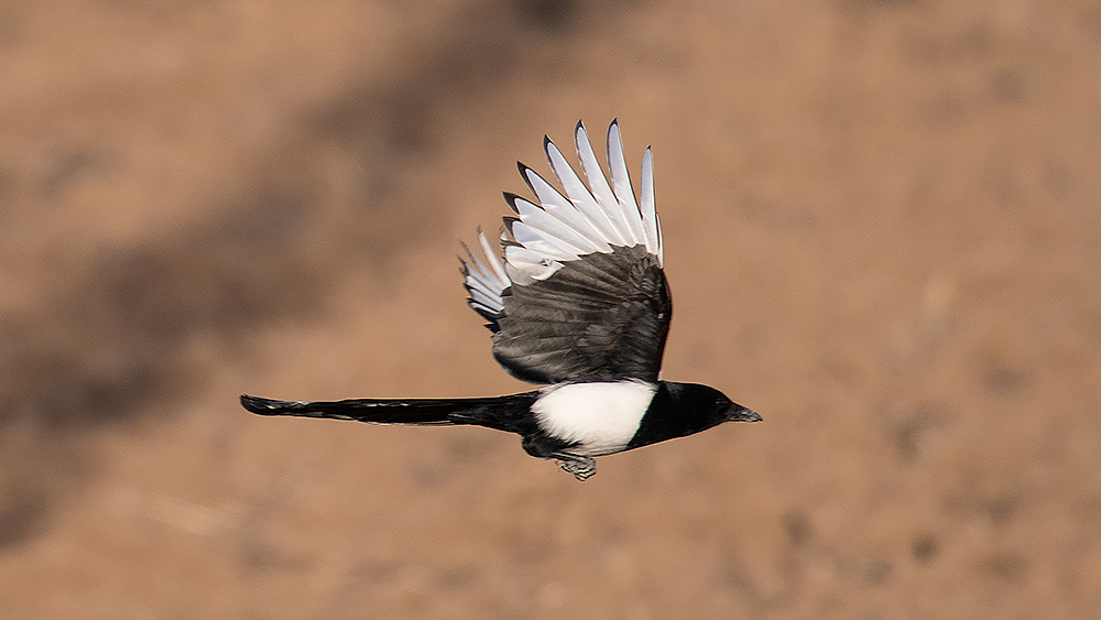 Eurasian Magpie
