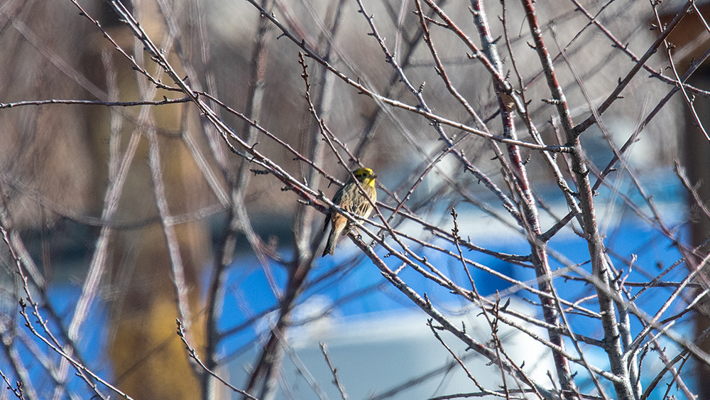 Yellowhammer