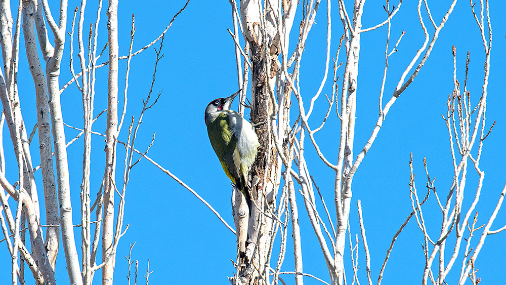 European Green Woodpecker