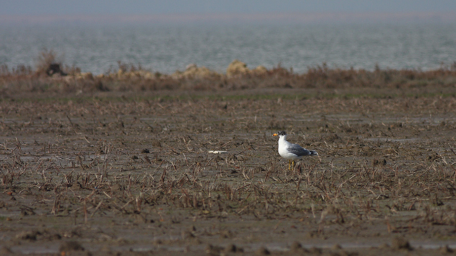 Pallas`s Gull