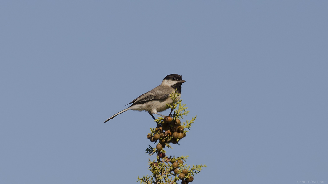 Sombre Tit