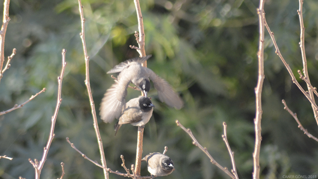 White-spectacled Bulbul