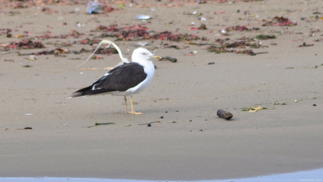 Lesser Black-backed Gull