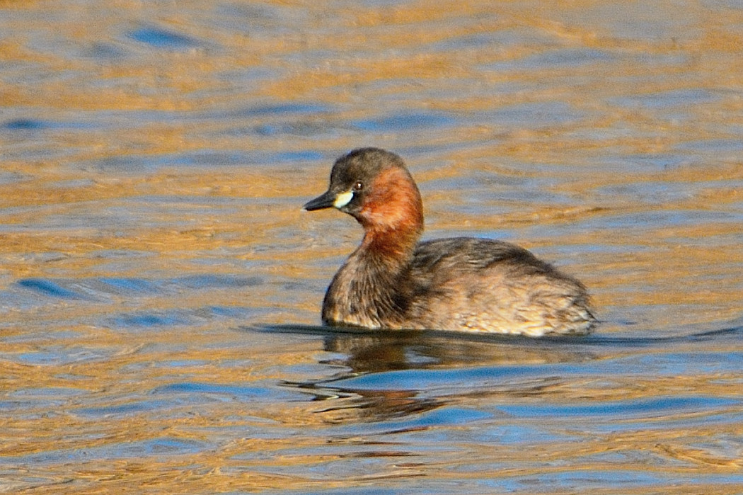 Little Grebe