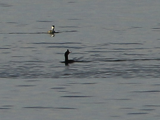 European Shag