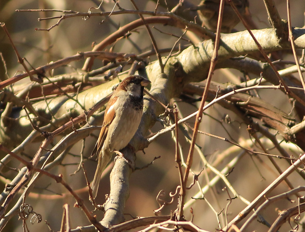 House Sparrow