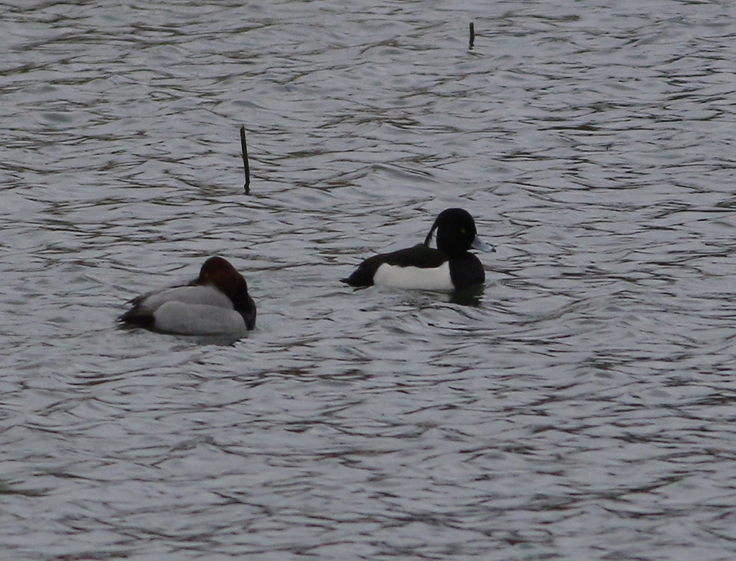 Tufted Duck