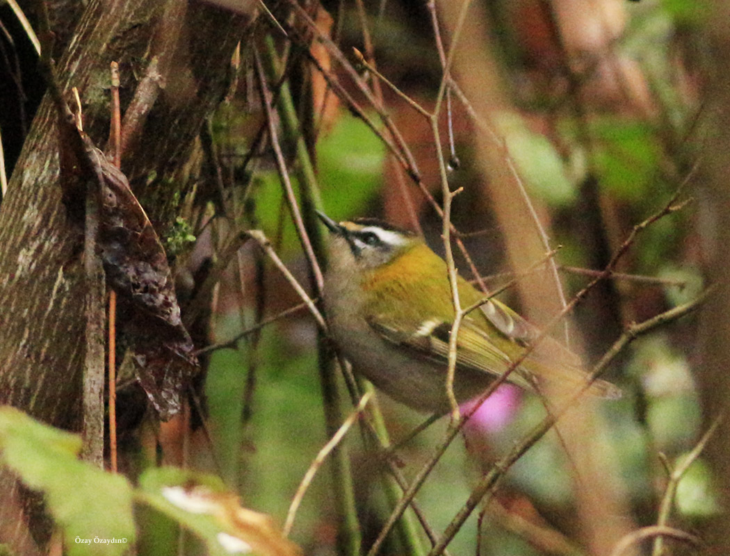 Common Firecrest