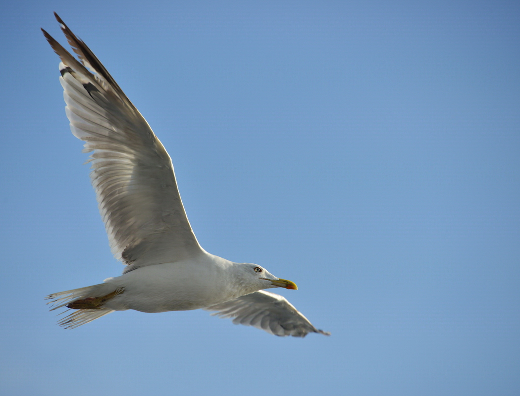 Yellow-legged Gull