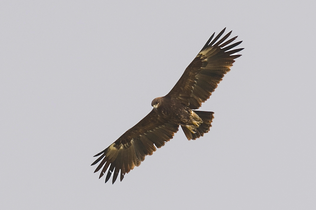Greater Spotted Eagle