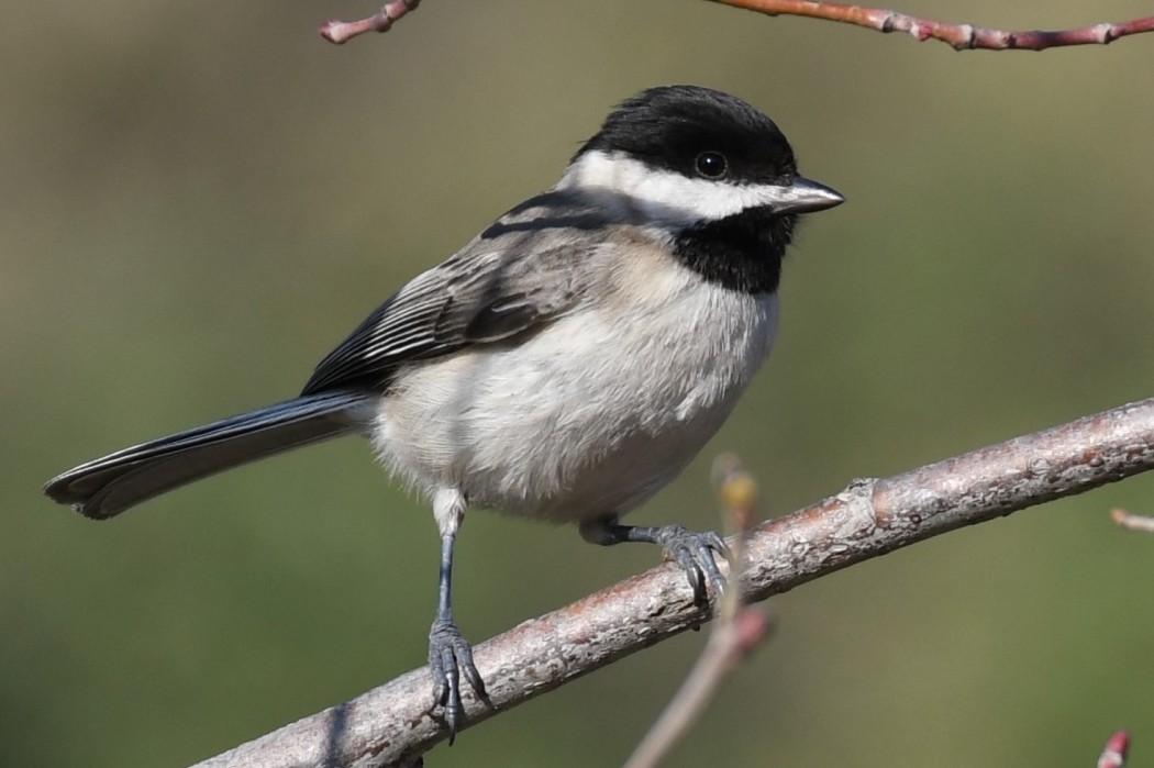 Sombre Tit