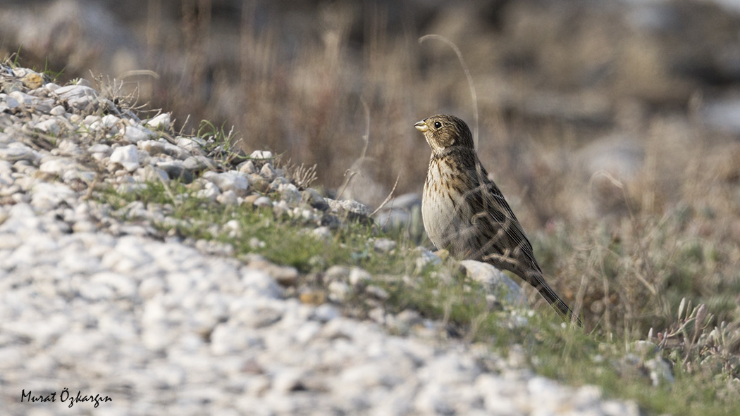 Corn Bunting