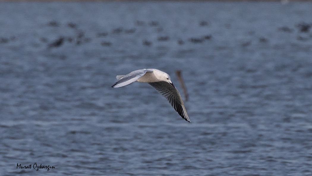 Slender-billed Gull