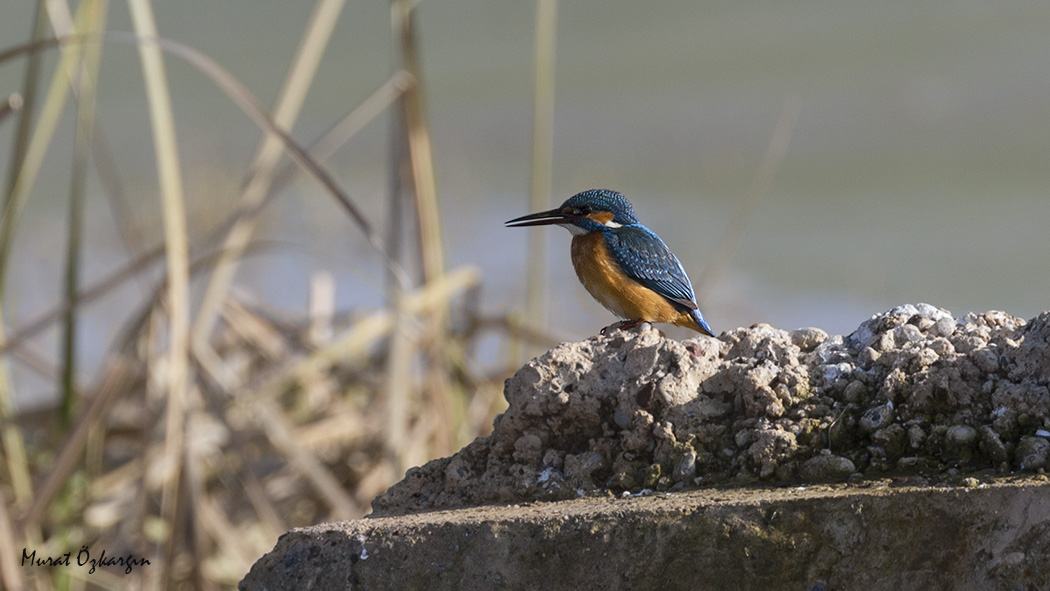 Common Kingfisher