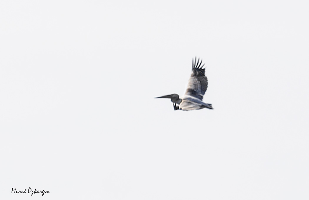 Great White Pelican