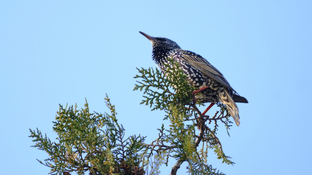 Common Starling