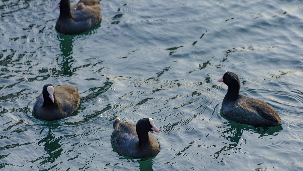 Eurasian Coot