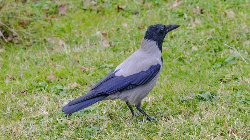 Hooded Crow